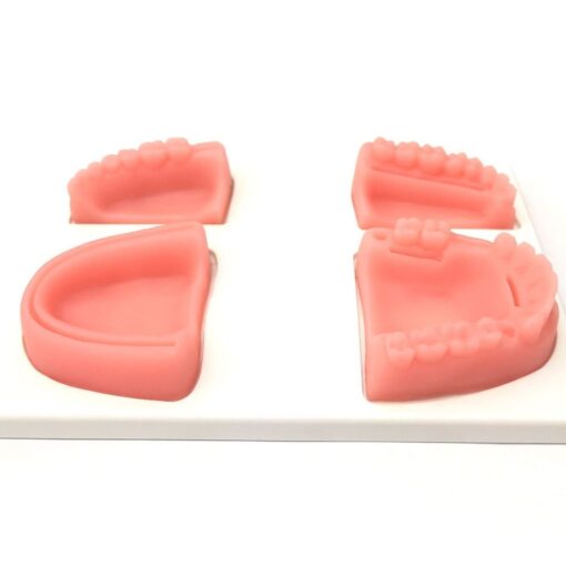 dentist training model for surgical