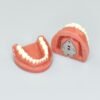 32pcs hard gingiva teeth model without articulator