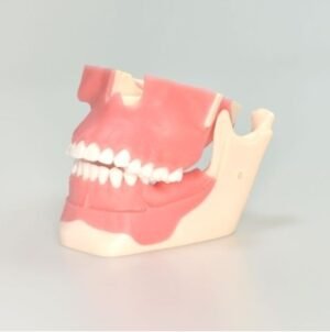 Anchorage trainning model