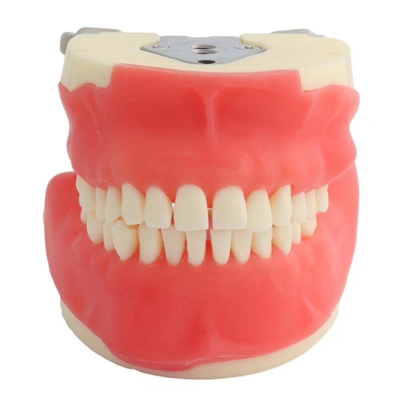 Dental Typodont Practice Model View Cost Unique Dental Collections Dental Typodont Practice Model View Cost Unique Dental Collections