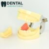 dental training model with replacement