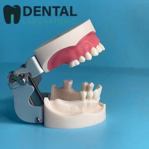 jaw model for training