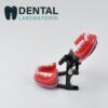 orthodontic typodont models