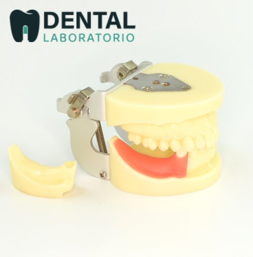 training dental study model with replacement