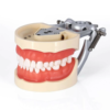 typodent tooth preparation model for mounted on a stand