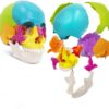 human skull for medical and dental schools to teach anatomy