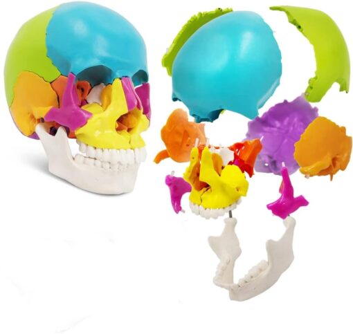 human skull for medical and dental schools to teach anatomy
