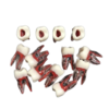 Root canal training models