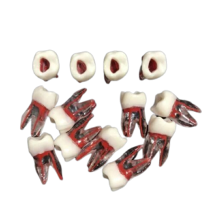Root canal training models