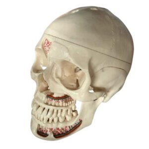 Premium Human Skull Anatomy Model