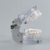 Baby teeth model