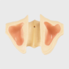 Anatomically Precise AXIOM's Sinus Lift Procedure Practice Model for Dental Professionals
